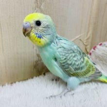 人気カラー⭐️⭐️⭐️お店に来ましたよ！ セキセイインコ パステルカラーレインボー