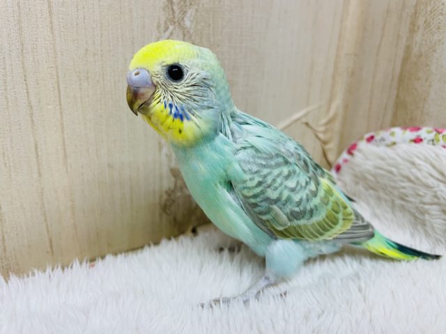 人気カラー⭐️⭐️⭐️お店に来ましたよ！ セキセイインコ パステルカラーレインボー