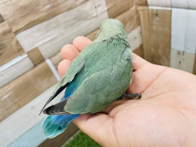 コザクラインコ（小桜インコ）