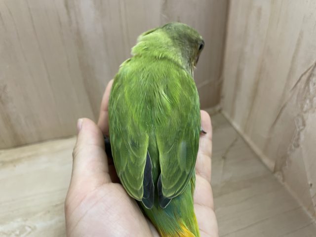 コザクラインコ（小桜インコ）