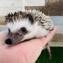 最新動画、画像更新☆可愛いお顔♬触れるピグミーハリネズミ☆ノーマル☆