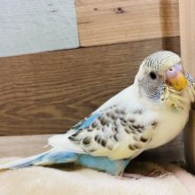 ちらっと見える水色がポイントのセキセイインコ♪クリームハルクインやって来ました！