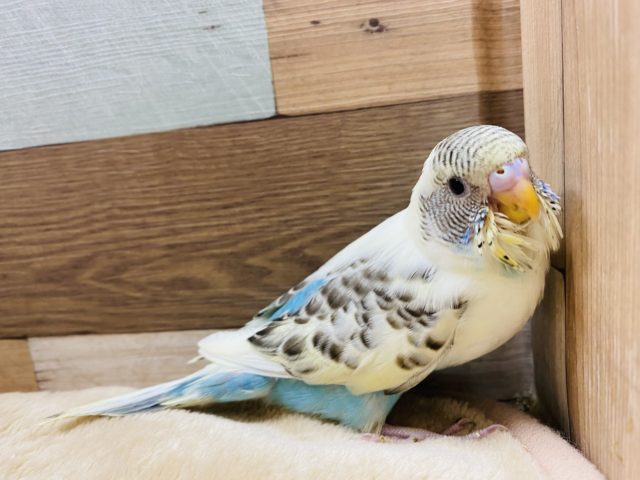 ちらっと見える水色がポイントのセキセイインコ♪クリームハルクインやって来ました！