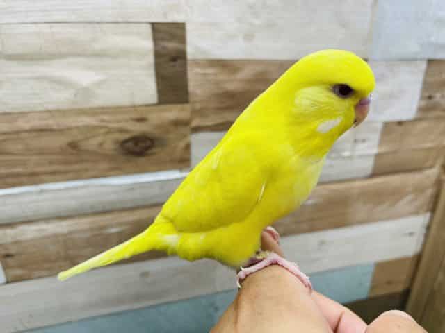 ジャンボセキセイインコ