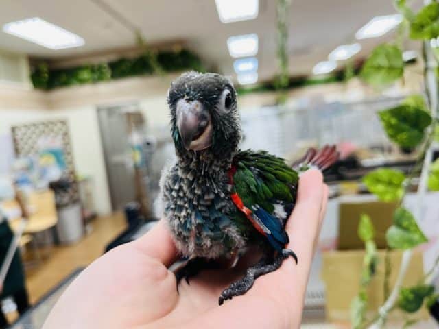 アオシンジュウロコインコ　