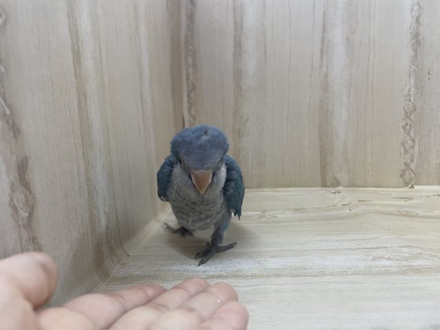 オキナインコ