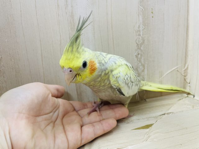 オカメインコ