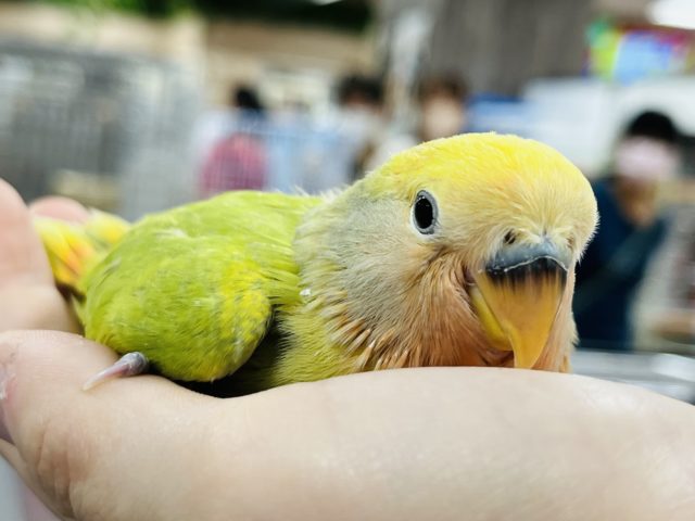 コザクラインコ（小桜インコ）