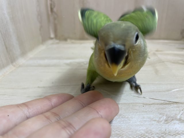 コザクラインコ（小桜インコ）