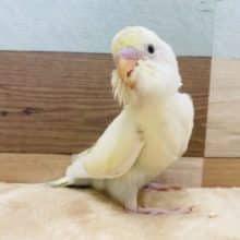 レアカラー！素敵な淡いカラーです！セキセイインコシナモンハルクイン♪