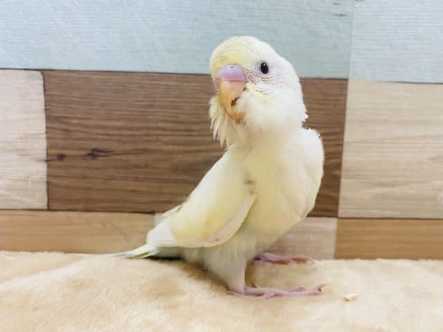 レアカラー！素敵な淡いカラーです！セキセイインコシナモンハルクイン♪