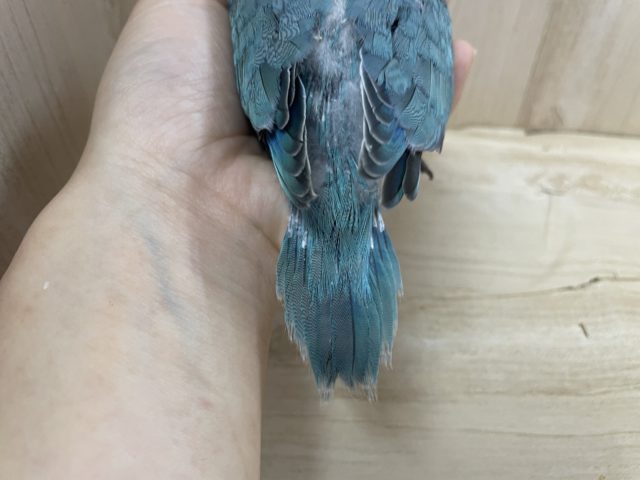 オキナインコ