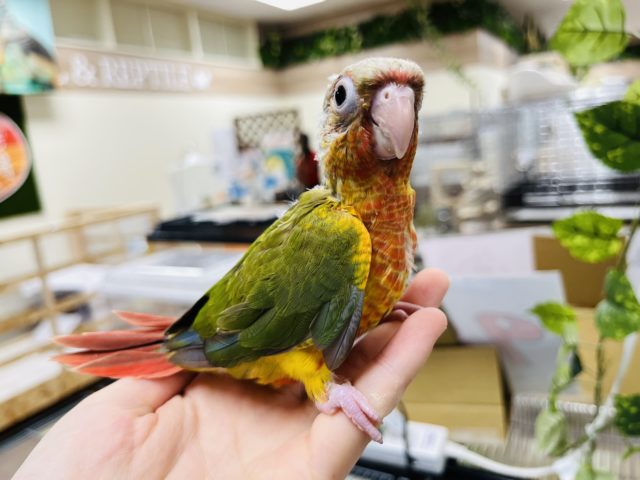 ホオミドリウロコインコ