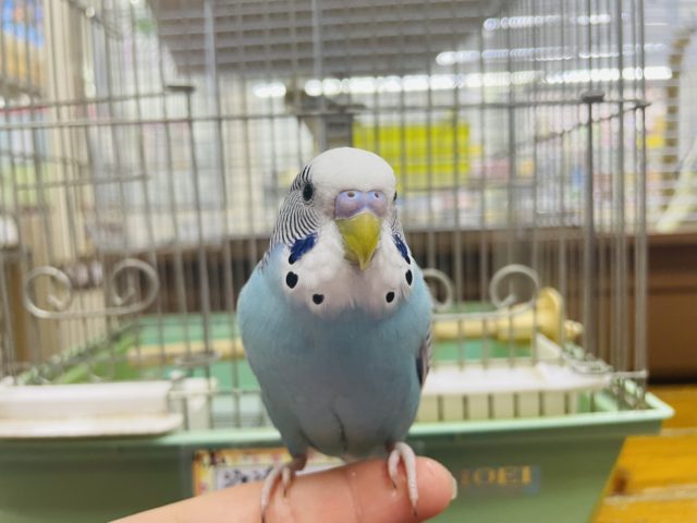 ジャンボセキセイインコ