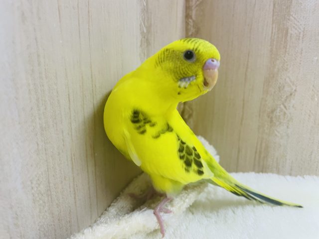 最新画像になりますよ！！ヒナでもカキカキ好きさん！？ セキセイインコ ハルクイン