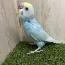 ニコニコ笑顔が得意さん！　セキセイインコ　レインボー