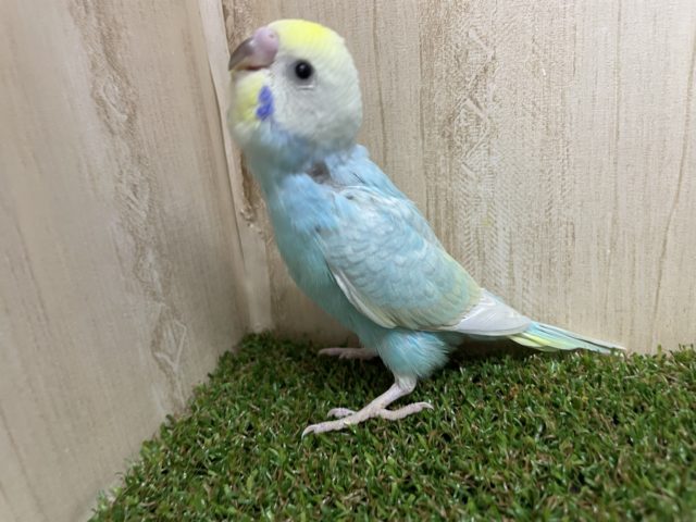 ニコニコ笑顔が得意さん！　セキセイインコ　レインボー