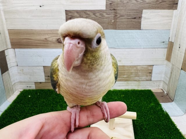 めちゃ可愛♡ブルーシナモン♪ホオミドリウロコインコ