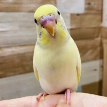 最新画像有り！ふんわり優しいカラーのセキセイインコ♪パステルレインボーパイドやって来ました〜