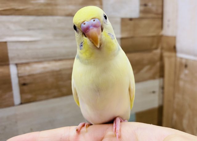 最新画像有り！ふんわり優しいカラーのセキセイインコ♪パステルレインボーパイドやって来ました〜