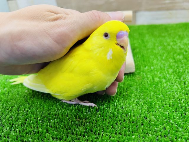 ジャンボセキセイインコ