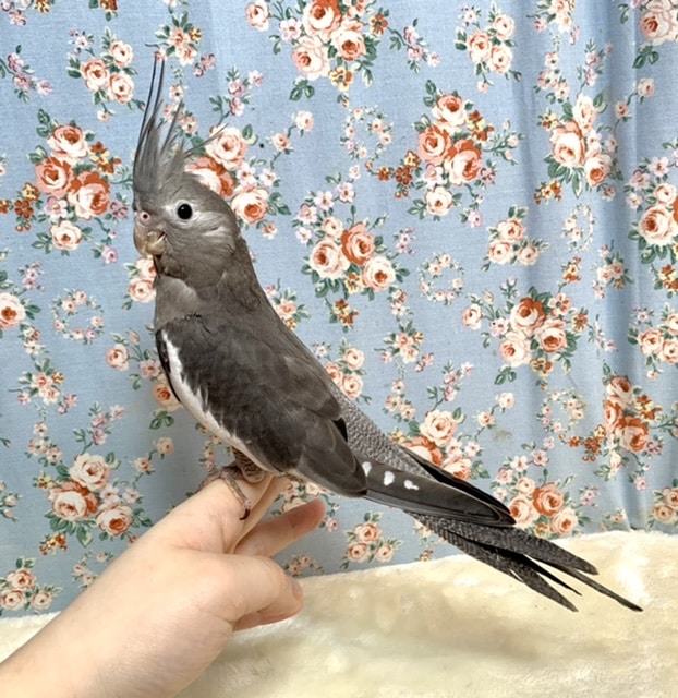 オカメインコ