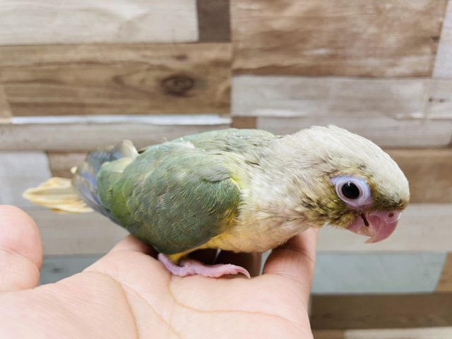 ホオミドリウロコインコ