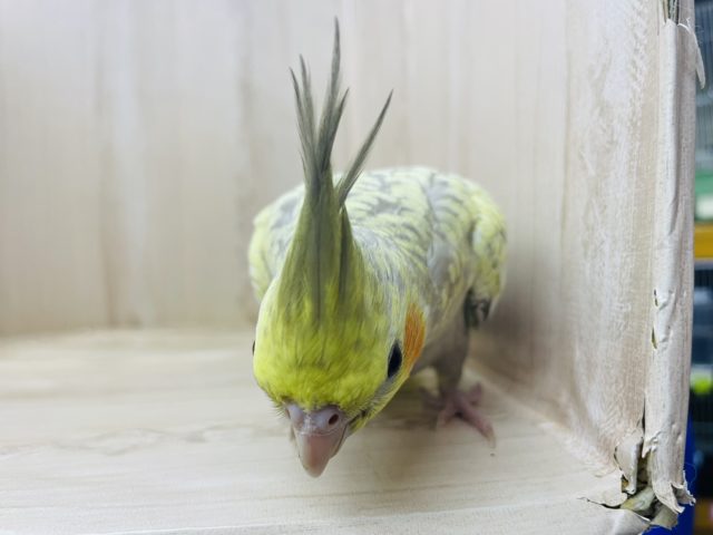 オカメインコ