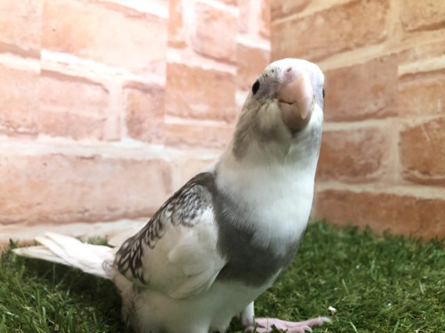 オカメインコ