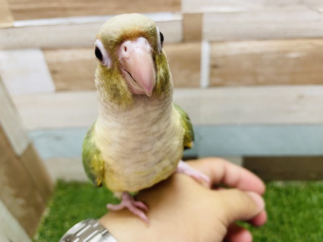 ホオミドリウロコインコ