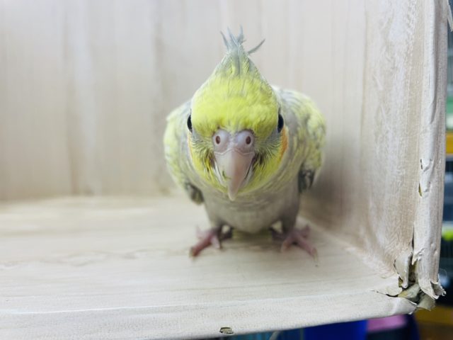 オカメインコ