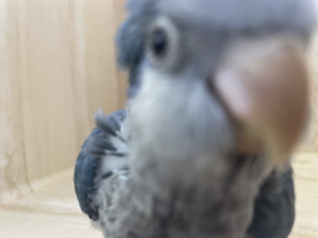 オキナインコ