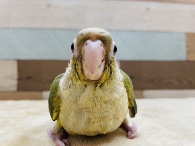 ホオミドリウロコインコ