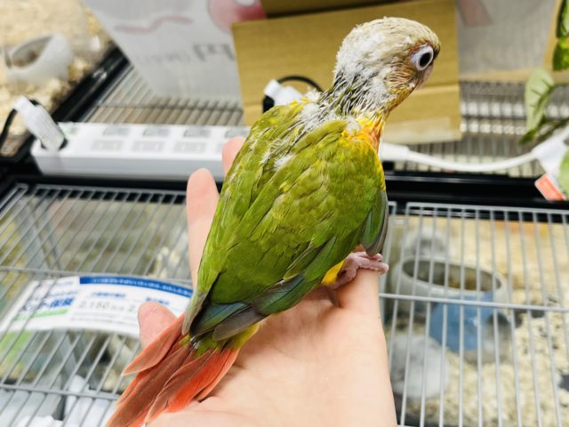 ホオミドリウロコインコ