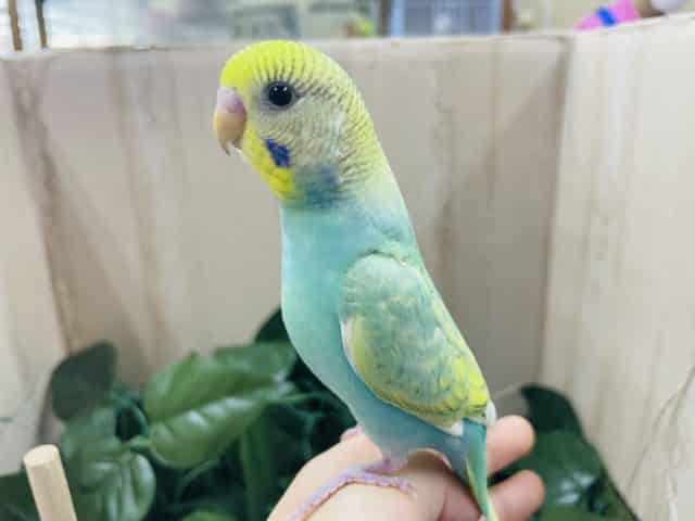 最新画像になりますよ！元気いっぱい！トコトコ歩くよ！ セキセイインコ パステルカラーレインボー