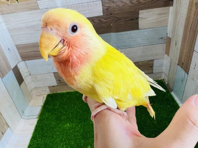 コザクラインコ（小桜インコ）