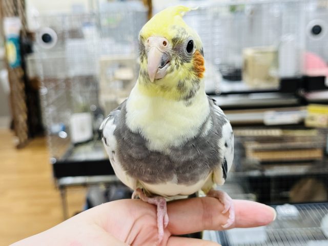 ツンデレオカメちゃんはいかが オカメインコ パイド 東京からもほど近い 千葉県 神奈川県 埼玉県でオカメインコ を販売するペットショップ