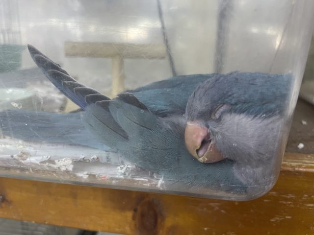 オキナインコ