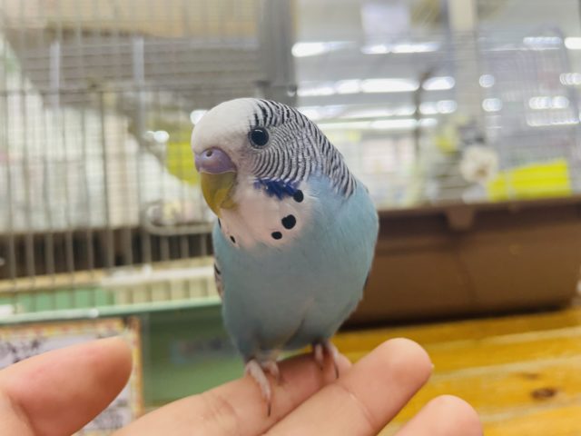 ジャンボセキセイインコ