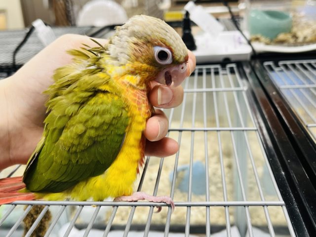 ホオミドリウロコインコ