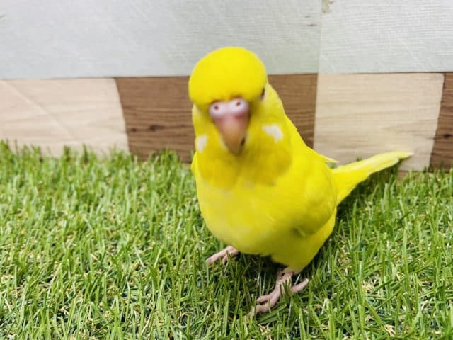 ジャンボセキセイインコ