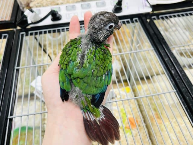 アオシンジュウロコインコ　