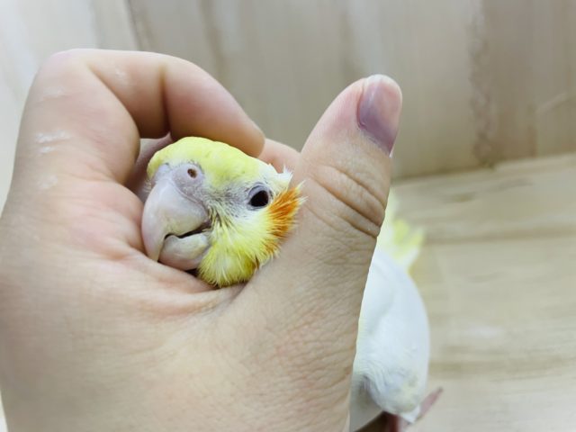 オカメインコ