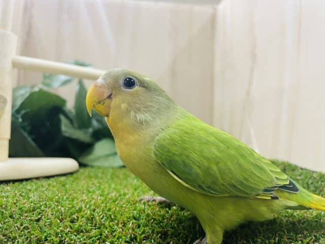 コザクラインコ（小桜インコ）