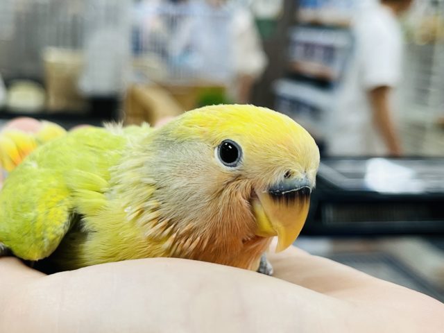 【最新画像更新☆】珍しカラーのコザクラインコ ヒナ(オパーリンタイガー)