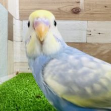 なれなれだよ♪パステルレインボーセキセイインコ