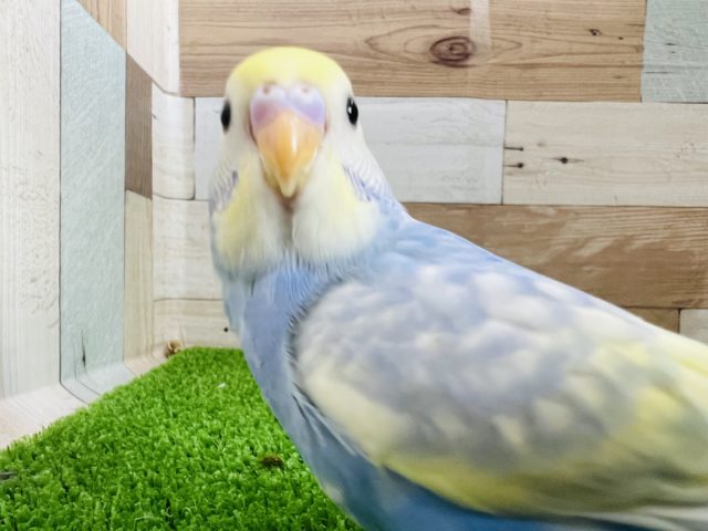 なれなれだよ♪パステルレインボーセキセイインコ