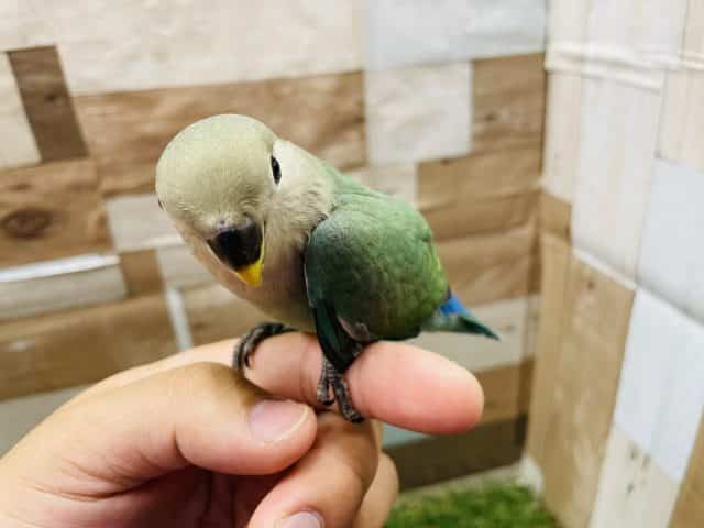 コザクラインコ（小桜インコ）