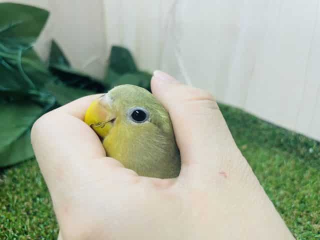 コザクラインコ（小桜インコ）