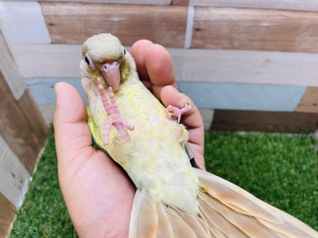 最新画像有り☆にぎころできちゃうヒナさんです！ウロコインコのブルーシナモンカラー！